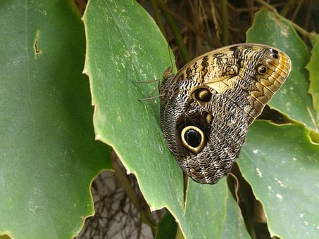 butterfly-3110160__340.jpg